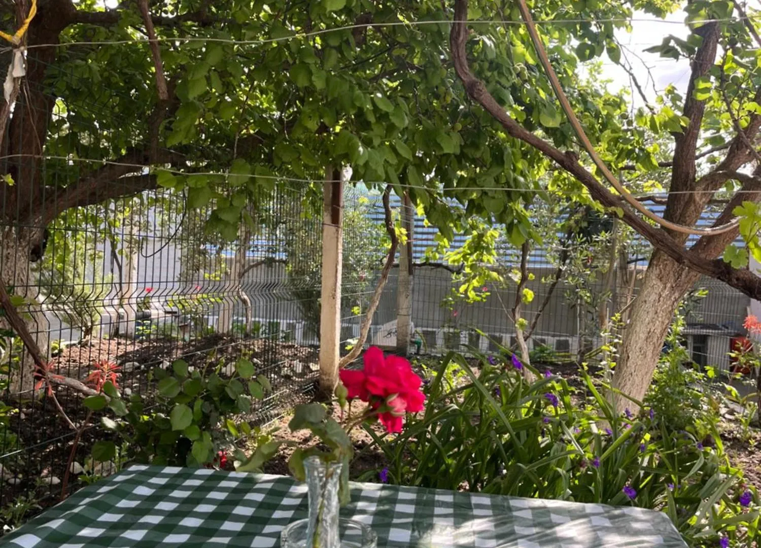 Blossom Apartments فلورا 0*,
