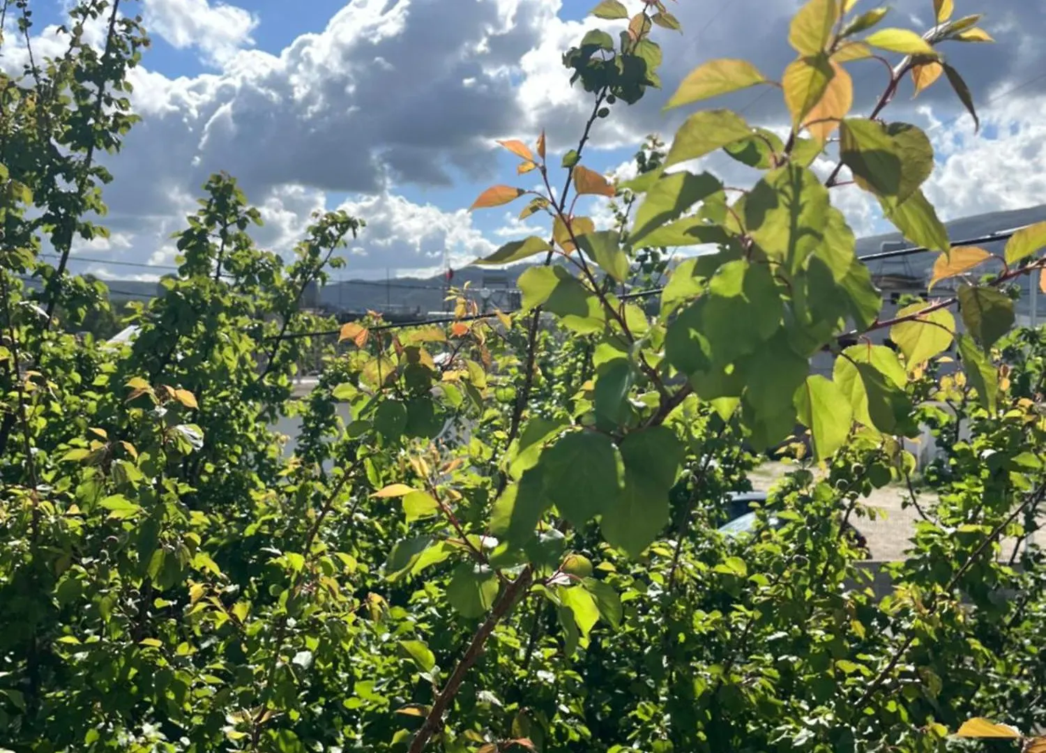 Penzion Blossom Apartments Vlorë